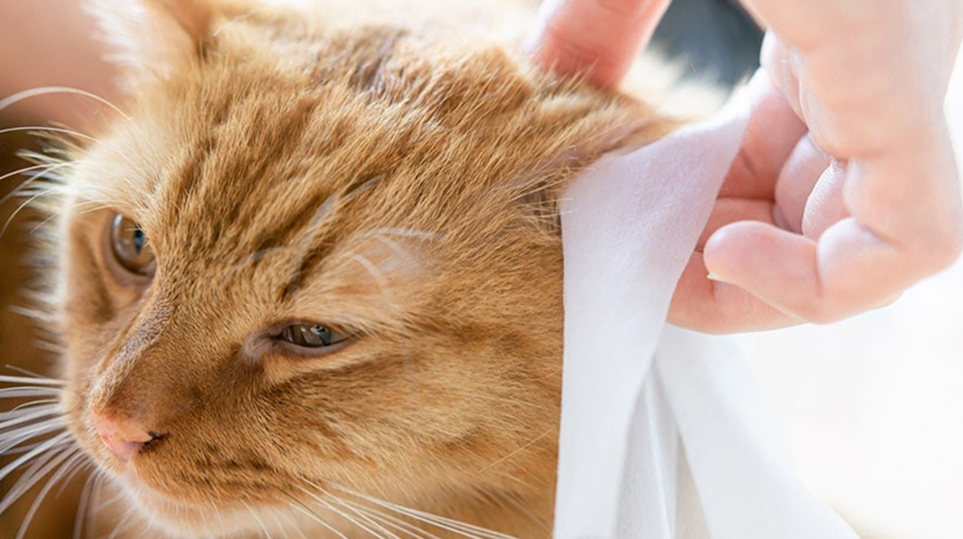 Lenços umedecidos para animais de estimação - uma nova opção para limpeza de animais de estimação